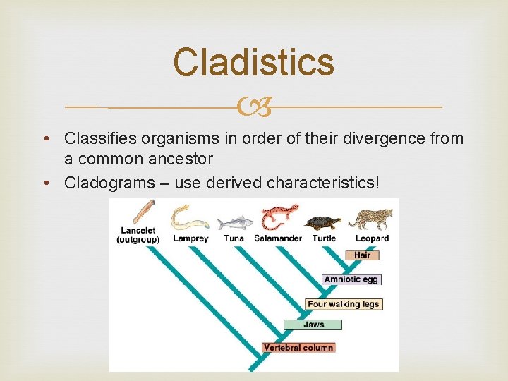 Cladistics • Classifies organisms in order of their divergence from a common ancestor •