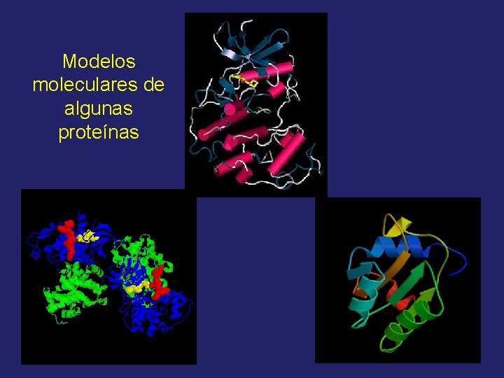 Modelos moleculares de algunas proteínas 