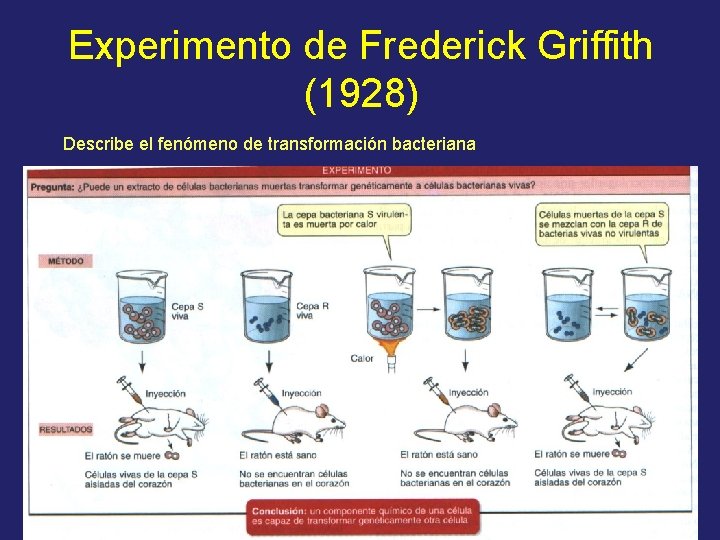Experimento de Frederick Griffith (1928) Describe el fenómeno de transformación bacteriana 