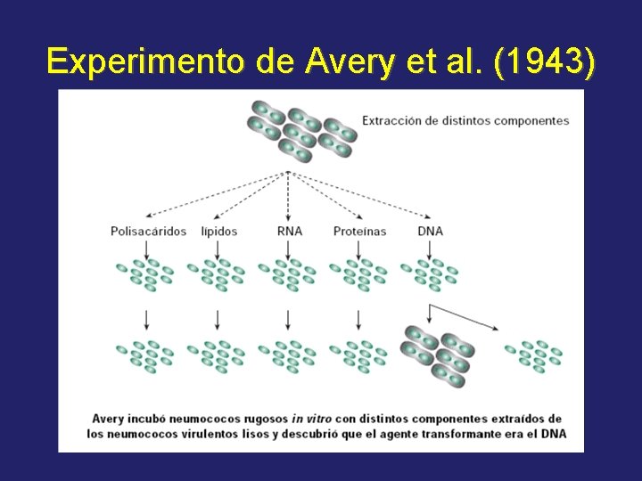 Experimento de Avery et al. (1943) 