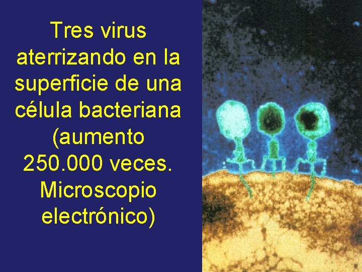 Tres virus aterrizando en la superficie de una célula bacteriana (aumento 250. 000 veces.