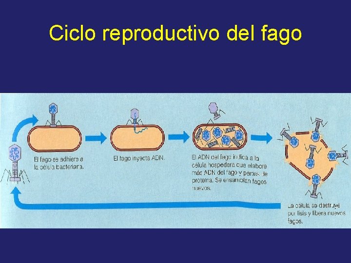 Ciclo reproductivo del fago 