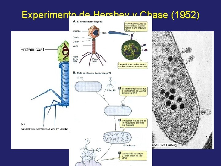 Experimento de Hershey y Chase (1952) 