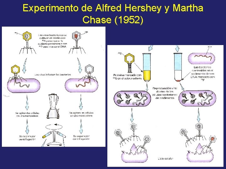 Experimento de Alfred Hershey y Martha Chase (1952) 