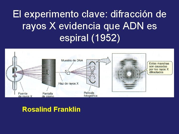 El experimento clave: difracción de rayos X evidencia que ADN es espiral (1952) Rosalind