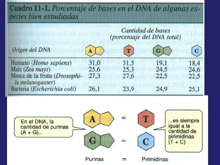 Antes de Watson y Crick 