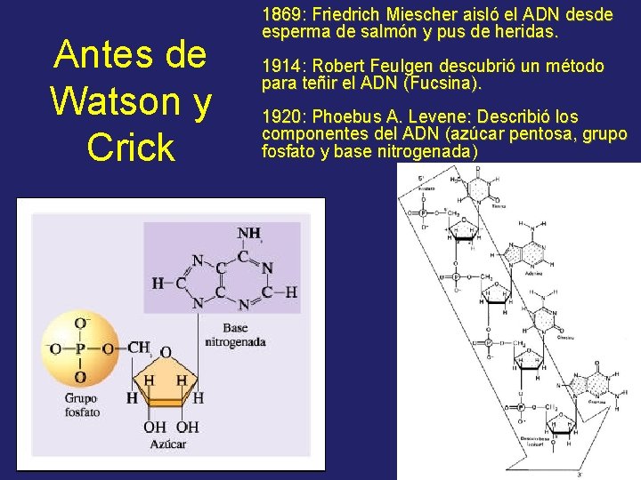 Antes de Watson y Crick 1869: Friedrich Miescher aisló el ADN desde esperma de