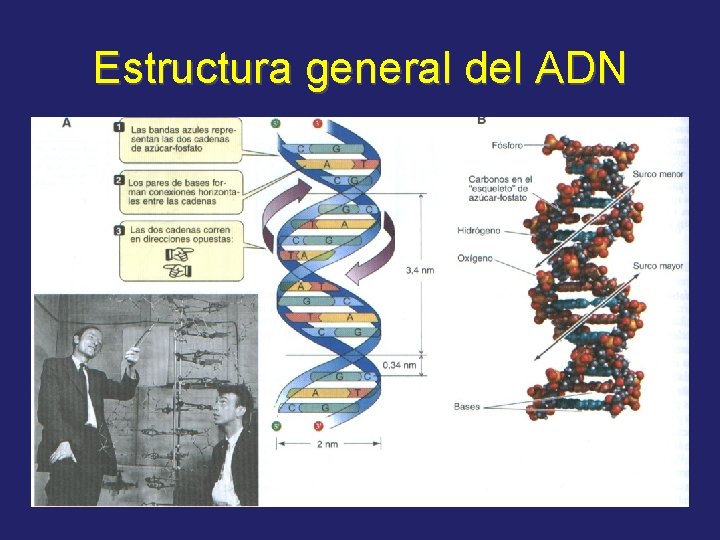 Estructura general del ADN 