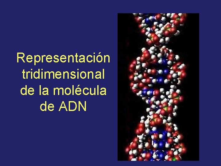 Representación tridimensional de la molécula de ADN 