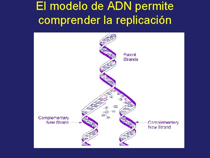 El modelo de ADN permite comprender la replicación 