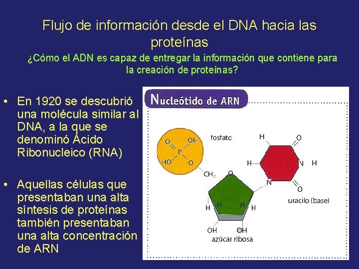 Flujo de información desde el DNA hacia las proteínas ¿Cómo el ADN es capaz