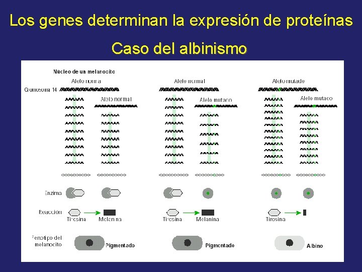 Los genes determinan la expresión de proteínas Caso del albinismo 