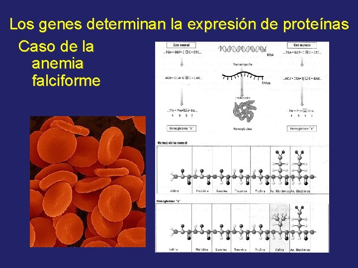 Los genes determinan la expresión de proteínas Caso de la anemia falciforme 