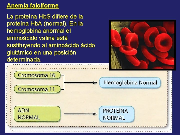 Anemia falciforme La proteína Hb. S difiere de la proteína Hb. A (normal). En