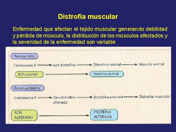 Distrofia muscular Enfermedad que afectan el tejido muscular generando debilidad y pérdida de músculo,