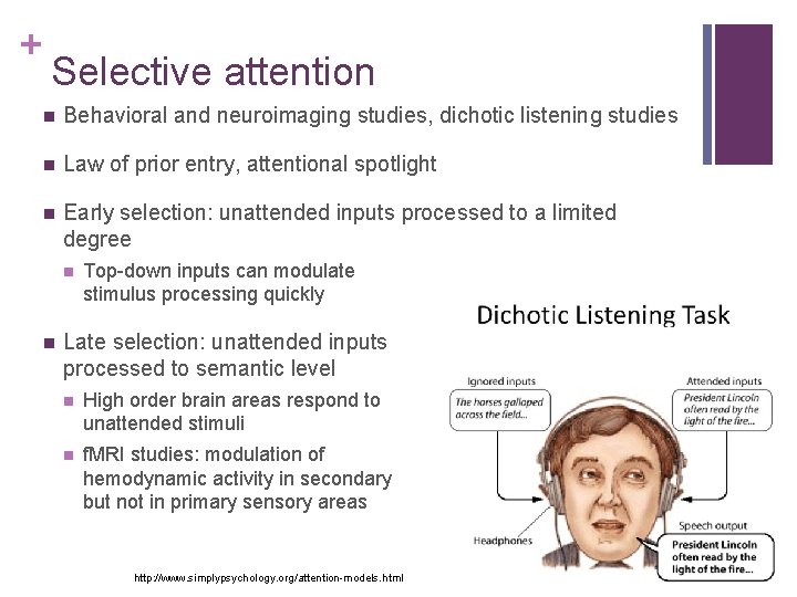 + Selective attention n Behavioral and neuroimaging studies, dichotic listening studies n Law of
