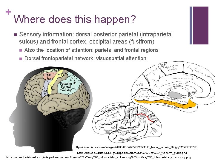 + Where does this happen? n Sensory information: dorsal posterior parietal (intraparietal sulcus) and