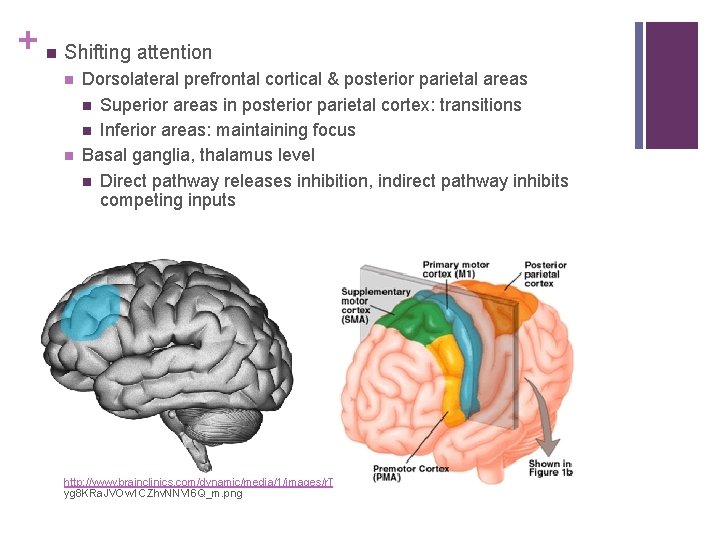 + n Shifting attention n n Dorsolateral prefrontal cortical & posterior parietal areas n