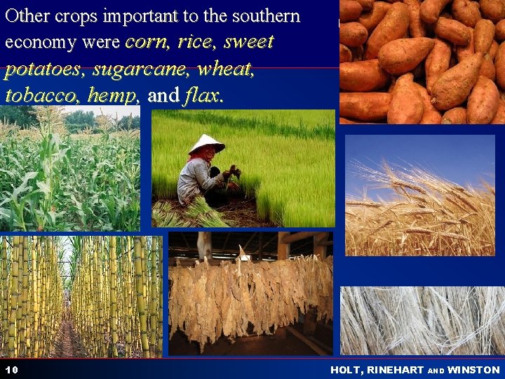 Other crops important to the southern economy were corn, rice, sweet potatoes, sugarcane, wheat,