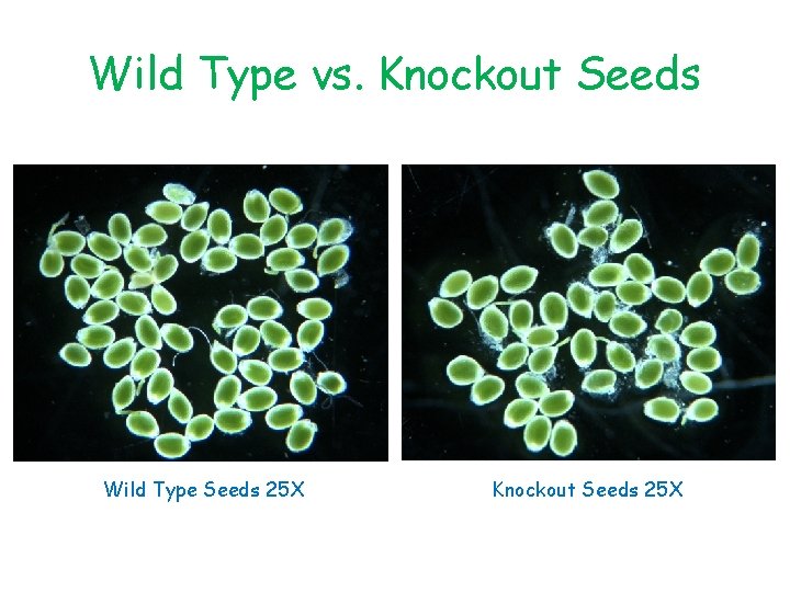 Wild Type vs. Knockout Seeds Wild Type Seeds 25 X Knockout Seeds 25 X
