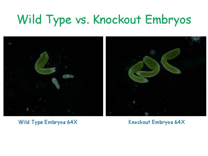 Wild Type vs. Knockout Embryos Wild Type Embryos 64 X Knockout Embryos 64 X
