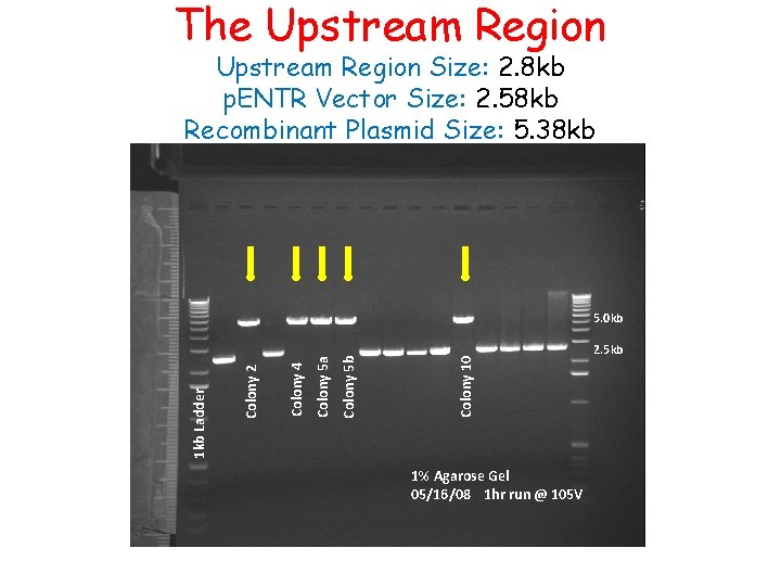 The Upstream Region Size: 2. 8 kb p. ENTR Vector Size: 2. 58 kb