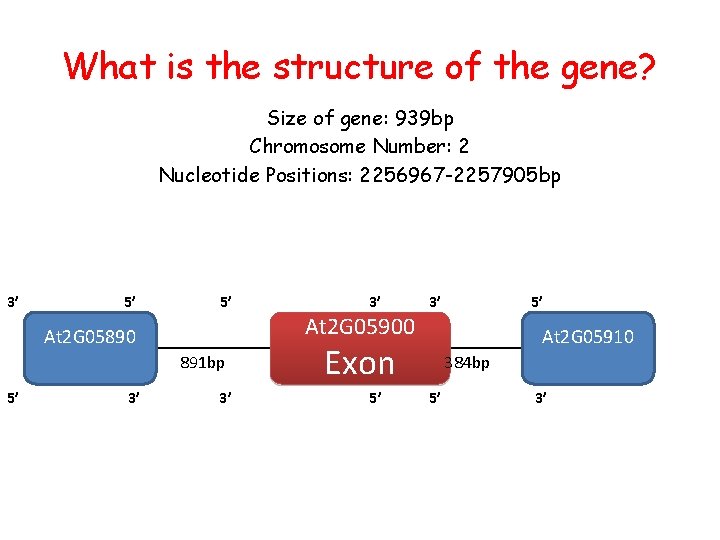 What is the structure of the gene? Size of gene: 939 bp Chromosome Number: