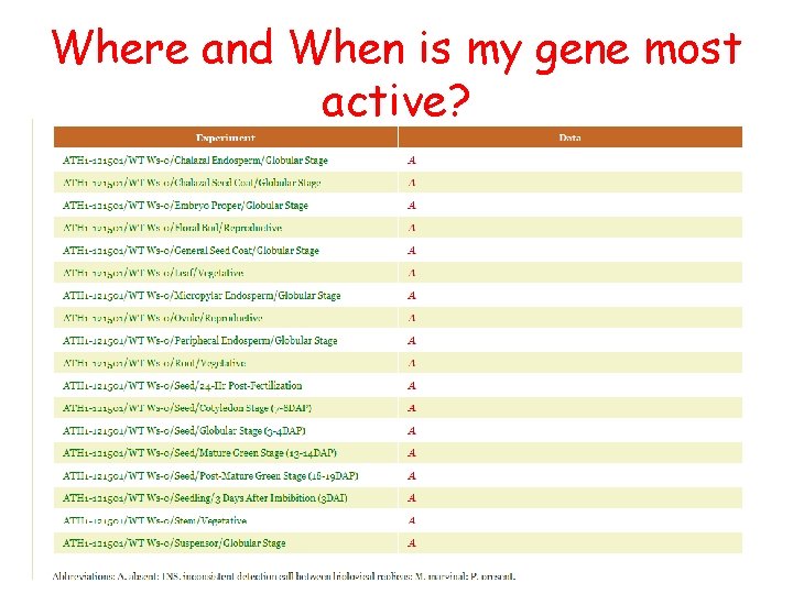 Where and When is my gene most active? RT-PCR 1. 5% agarose gel 04/24/08