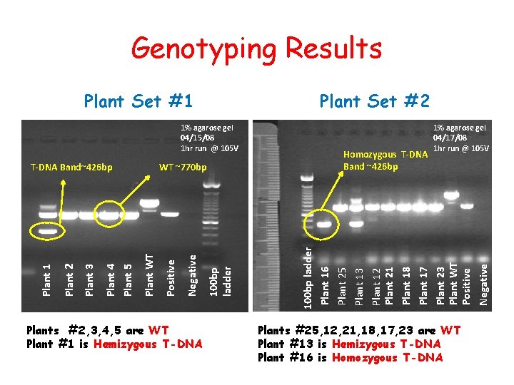 Genotyping Results Plant Set #2 1% agarose gel 04/15/08 1 hr run @ 105