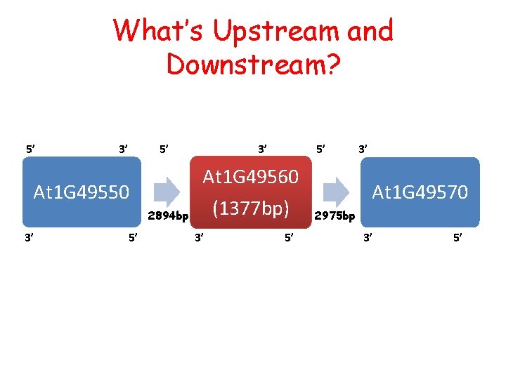 What’s Upstream and Downstream? 5’ 3’ 5’ At 1 G 49550 2894 bp 3’