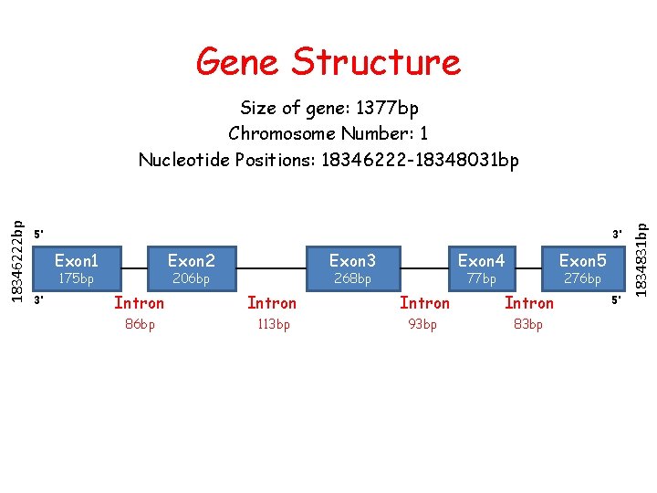 Gene Structure 5’ 3’ Exon 1 Exon 2 175 bp 3’ Exon 3 206