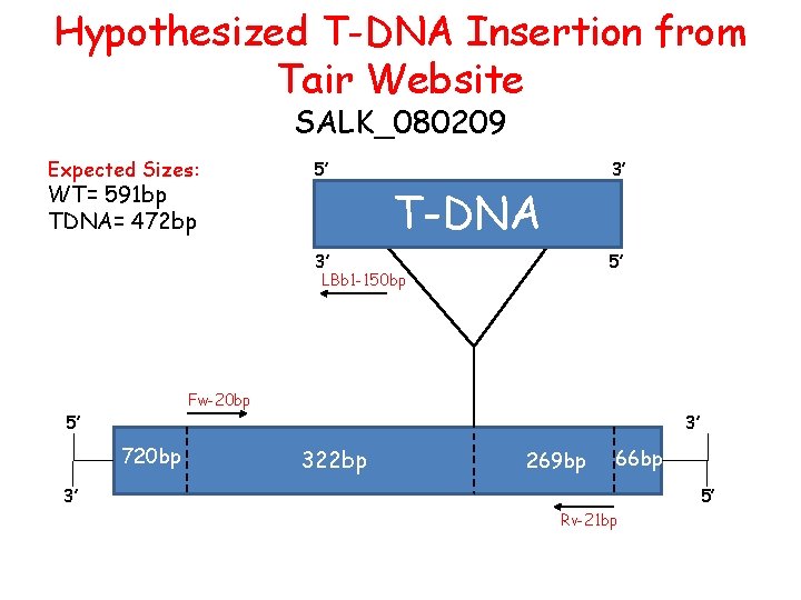 Hypothesized T-DNA Insertion from Tair Website SALK_080209 Expected Sizes: WT= 591 bp TDNA= 472