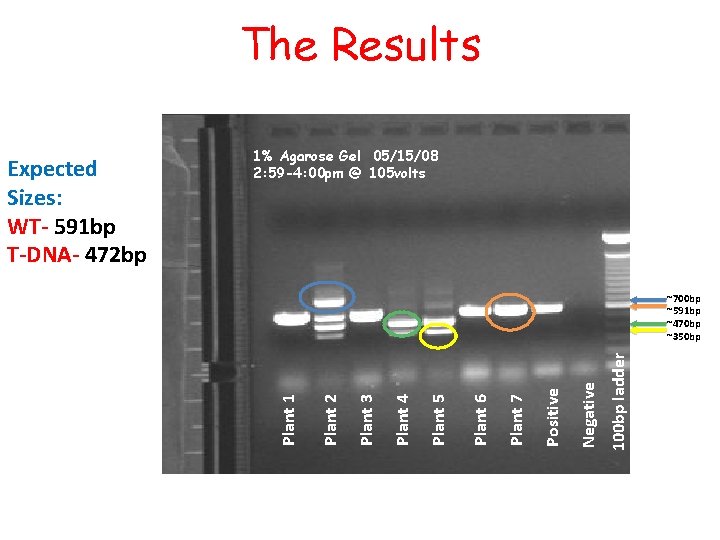 The Results 100 bp ladder Negative Positive Plant 7 Plant 6 Plant 5 Plant