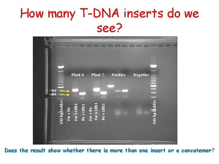 How many T-DNA inserts do we see? Plant 4 Plant 5 Positive Negative 100