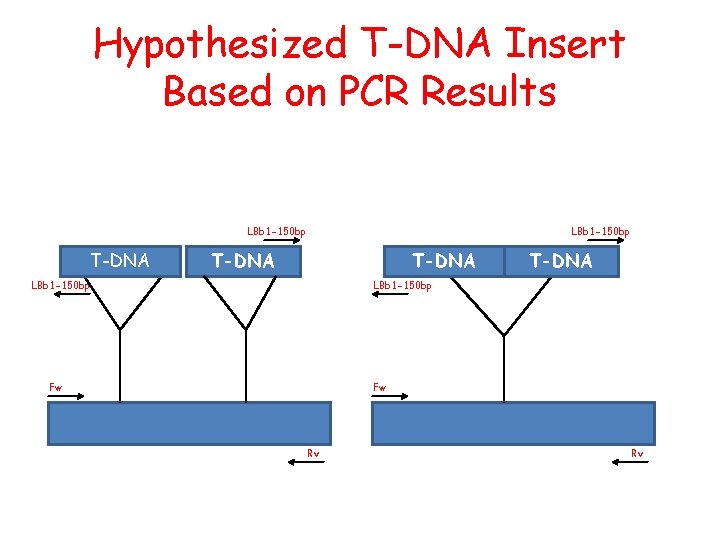 Hypothesized T-DNA Insert Based on PCR Results LBb 1 -150 bp T-DNA LBb 1