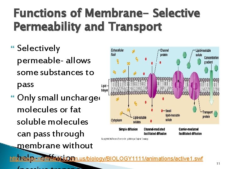 Functions of Membrane- Selective Permeability and Transport Selectively permeable- allows some substances to pass