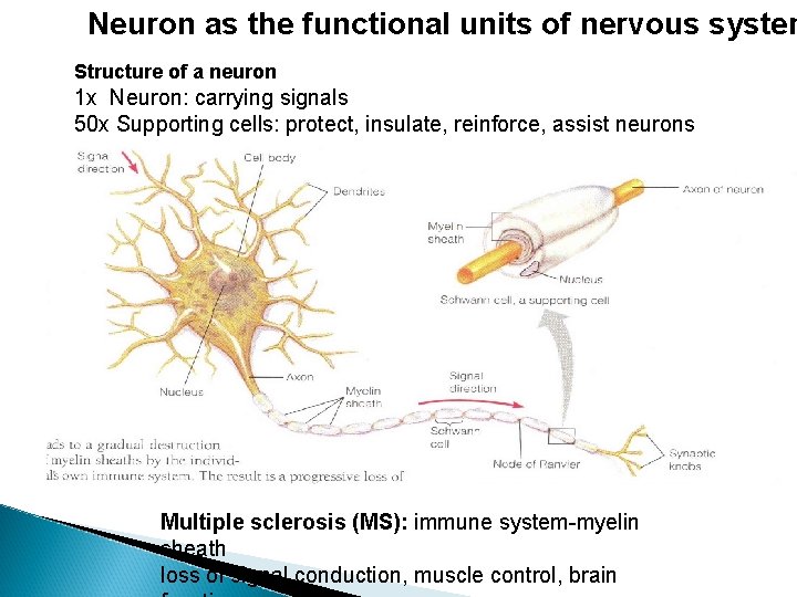 Neuron as the functional units of nervous system Structure of a neuron 1 x