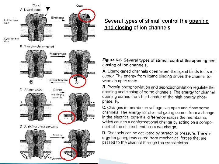 Several types of stimuli control the opening and closing of ion channels 