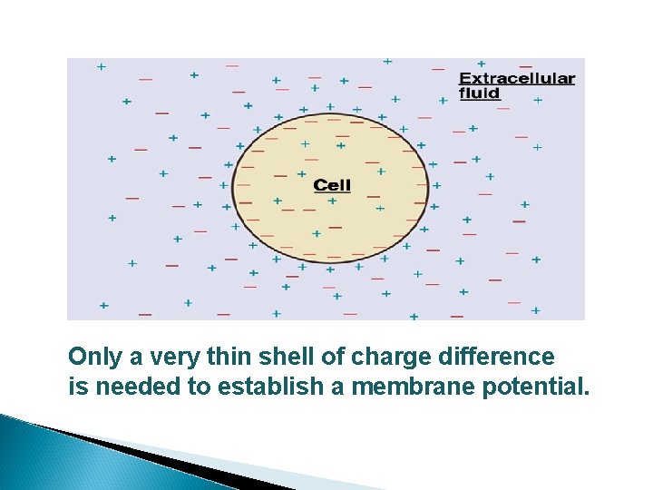 Only a very thin shell of charge difference is needed to establish a membrane