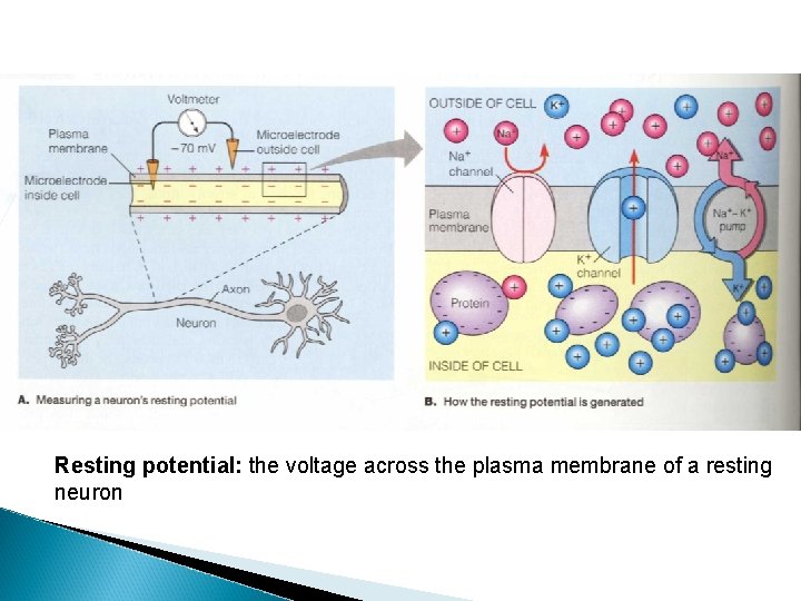 Resting potential: the voltage across the plasma membrane of a resting neuron 