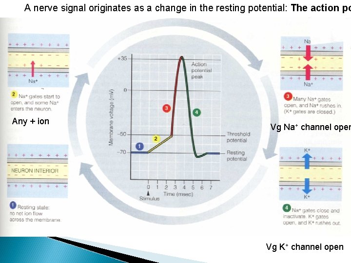 A nerve signal originates as a change in the resting potential: The action po