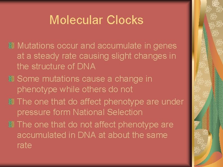 Molecular Clocks Mutations occur and accumulate in genes at a steady rate causing slight