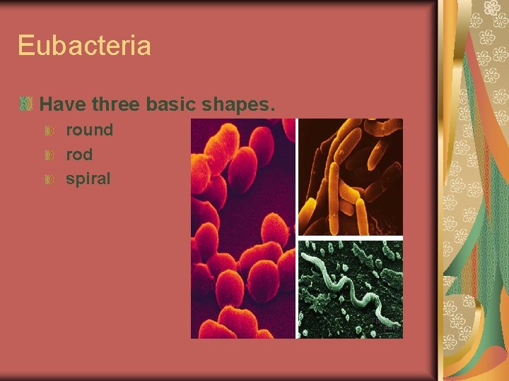 Eubacteria Have three basic shapes. round rod spiral 
