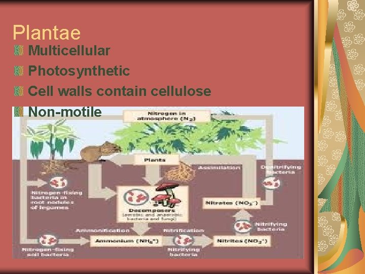 Plantae Multicellular Photosynthetic Cell walls contain cellulose Non-motile 