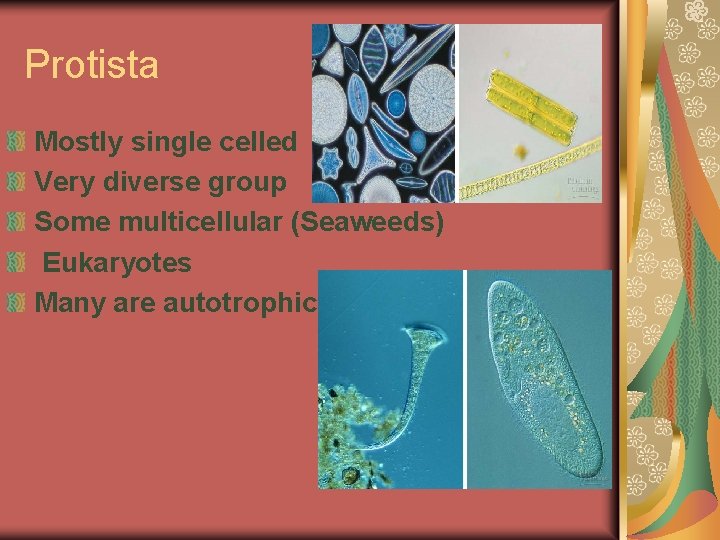 Protista Mostly single celled Very diverse group Some multicellular (Seaweeds) Eukaryotes Many are autotrophic