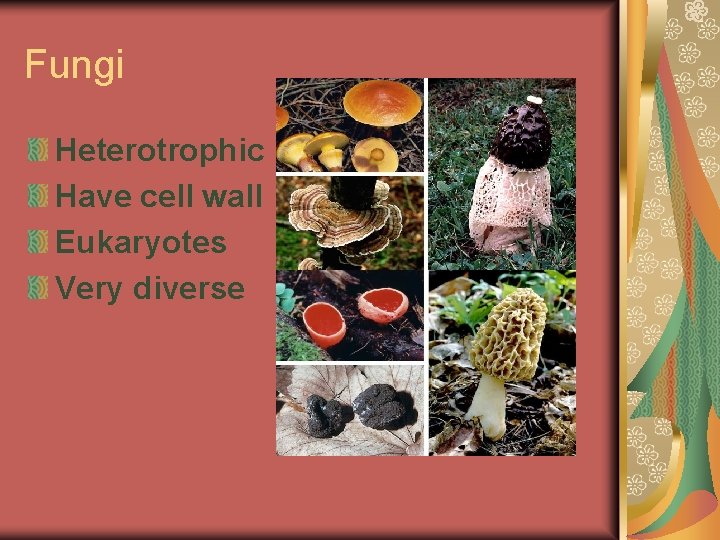 Fungi Heterotrophic Have cell wall Eukaryotes Very diverse 