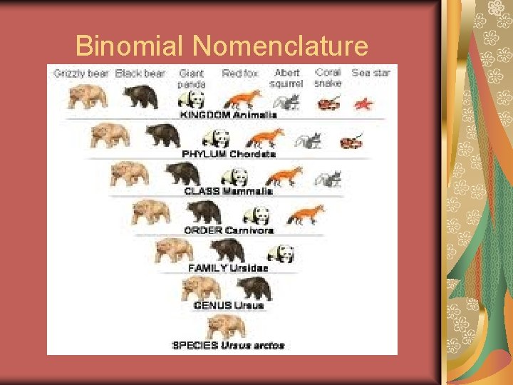 Binomial Nomenclature 