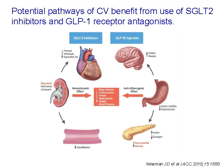 Potential pathways of CV benefit from use of SGLT 2 inhibitors and GLP-1 receptor