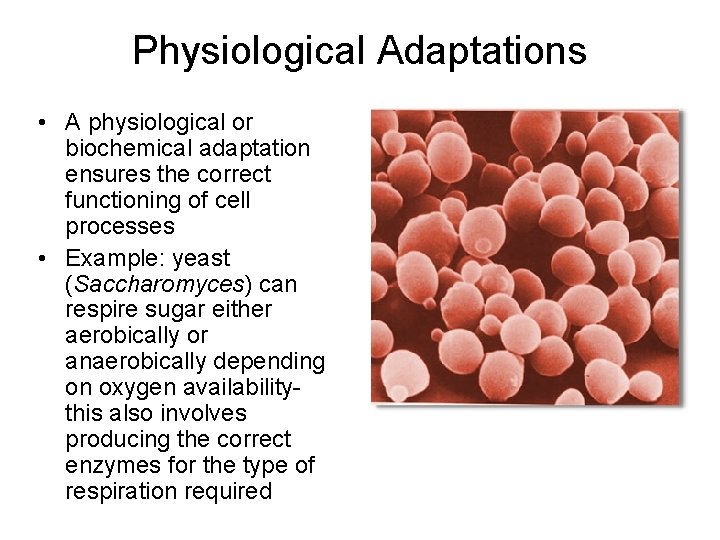 Physiological Adaptations • A physiological or biochemical adaptation ensures the correct functioning of cell