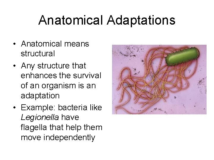 Anatomical Adaptations • Anatomical means structural • Any structure that enhances the survival of